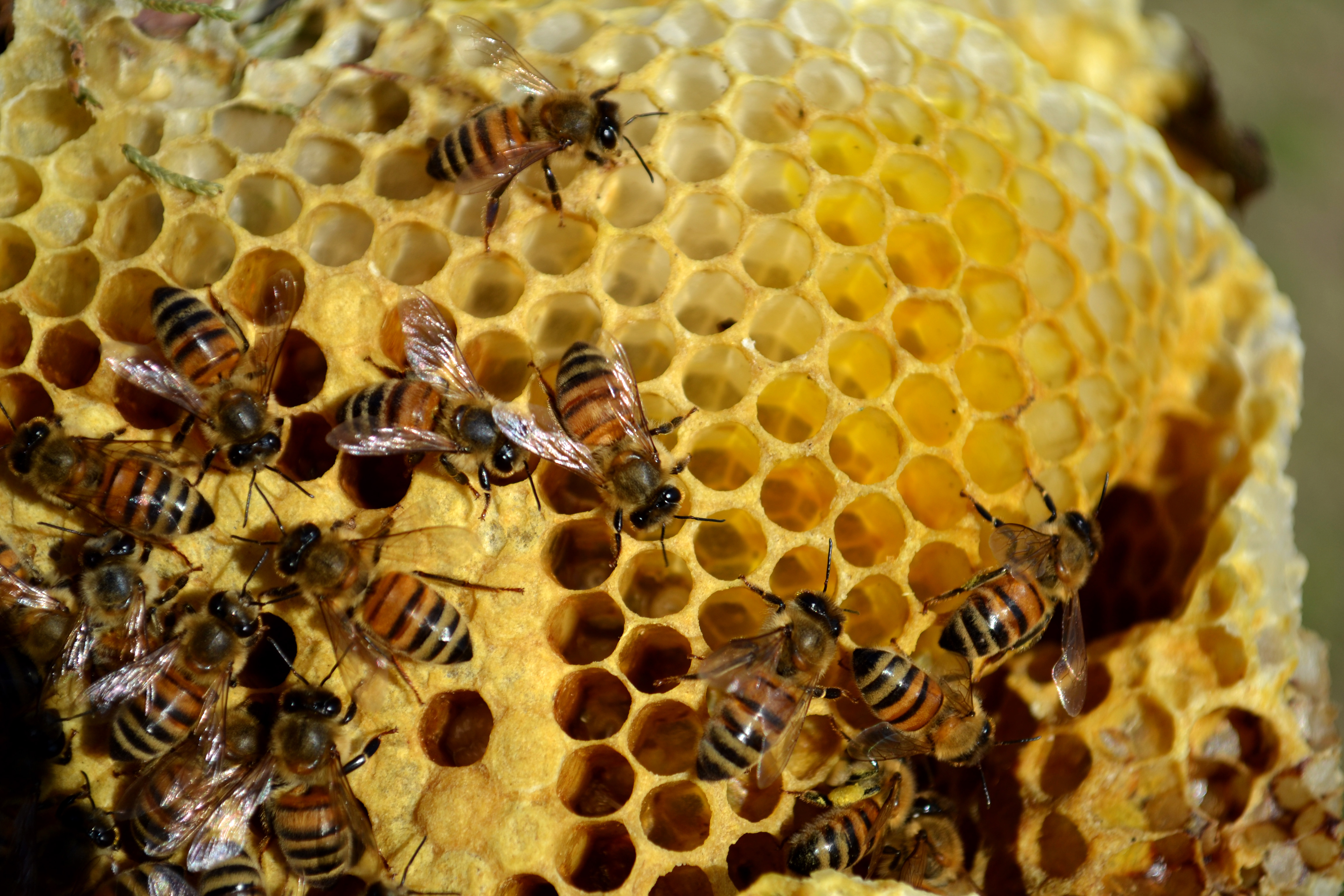 улья пчелиные фото